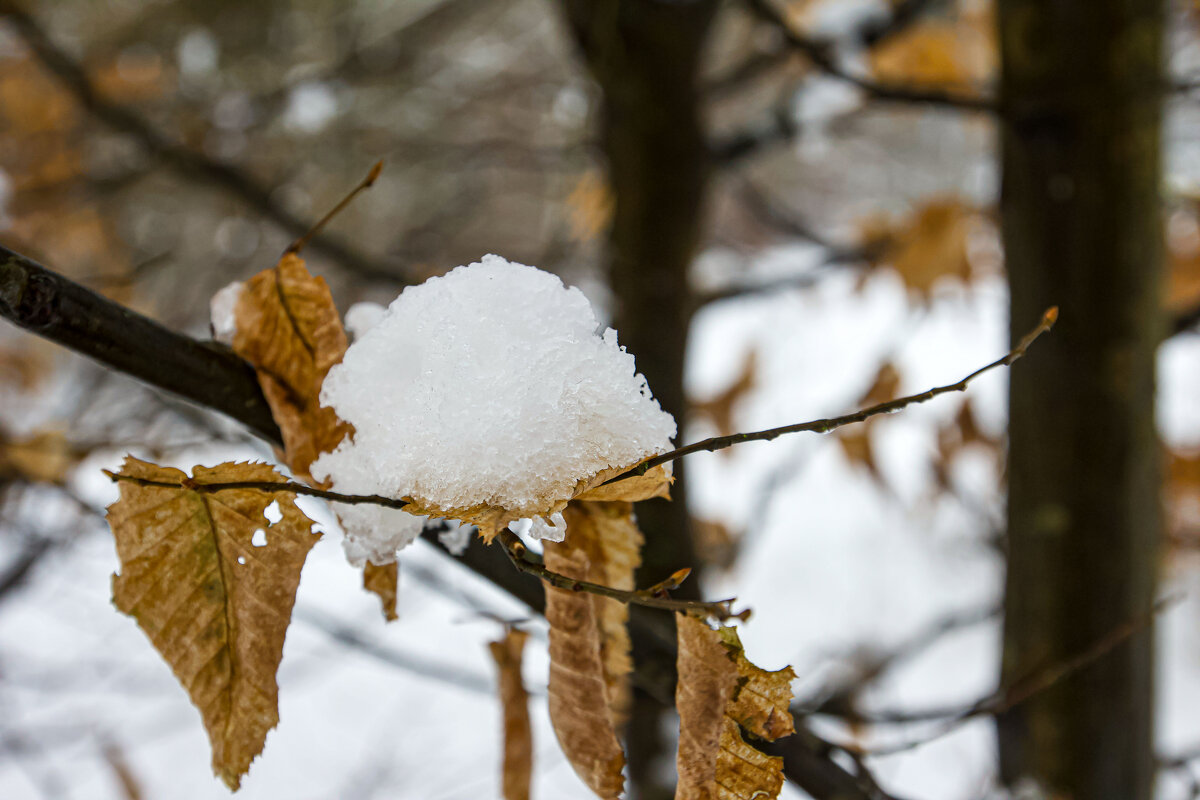 Снежная шляпка. - Lucy Schneider 