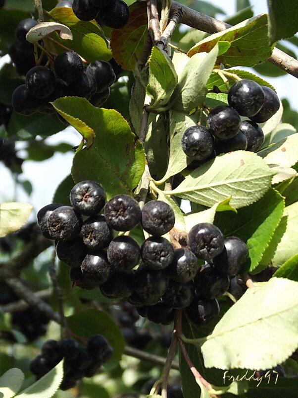 Черноплодная рябина - Freddy 97