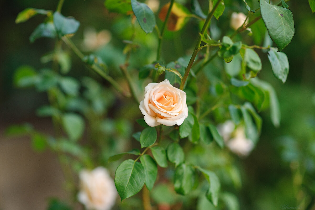 *** - Иваннович *