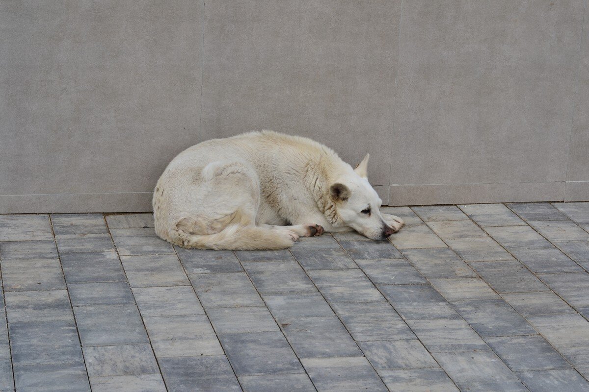 Хорошая собачка - Александр Рыжов