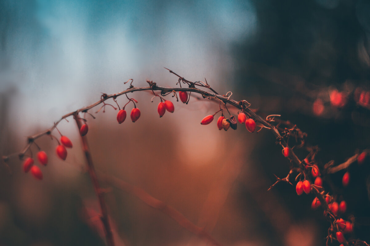 Сегодняшние барбариски - Игорь Шевченко