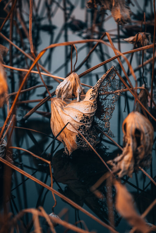 Есть особое очарование в высохших лотосах, красота которых кроется не в цвете, а в форме и линиях - Дмитрий 