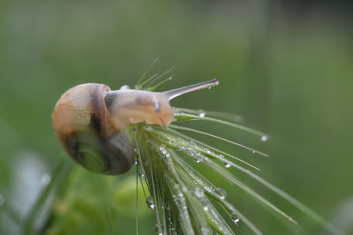 Завтрак после дождя... - Надежда Куркина 
