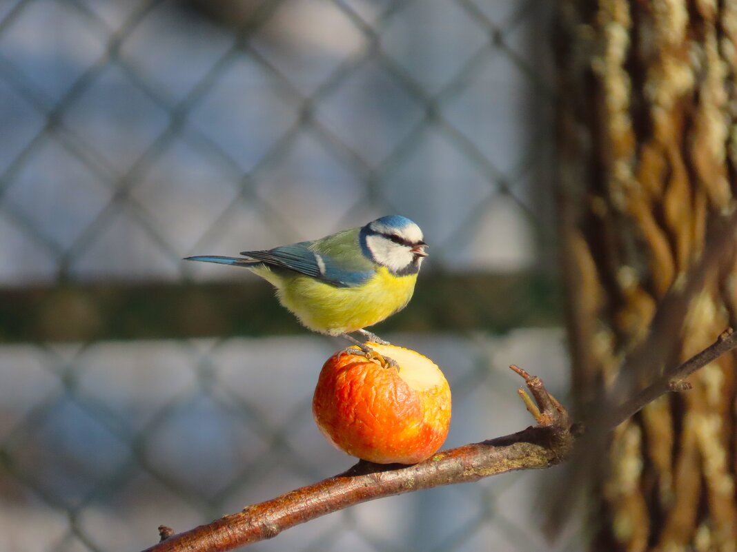 Девочка на шаре. То есть Лазоревка на яблоке. - Ольга Митрофанова Девочка на шаре. То есть Лазоревка на яблоке. - Ольга Митрофанова