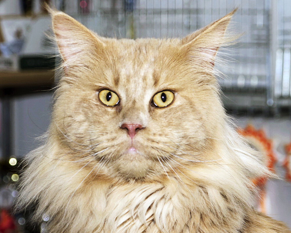 Фото с выставки - Светлана Ищенко