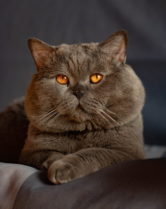 котик Томас - Екатерина Счасная