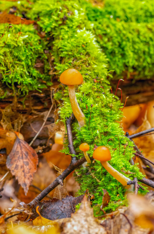 ***** - Виталий Емельянов