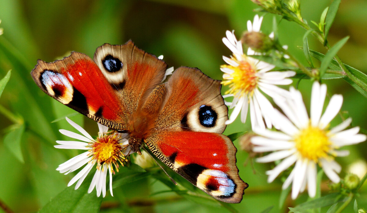 опять про бабочек...228 - Александр Прокудин