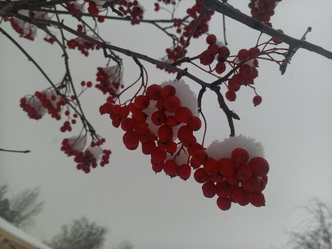 Рябина - Сапсан 