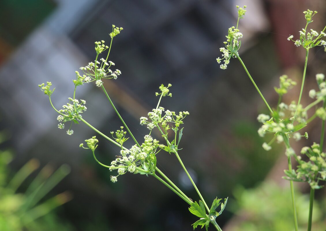 Лето 2025. Июль - Наталья Герасимова