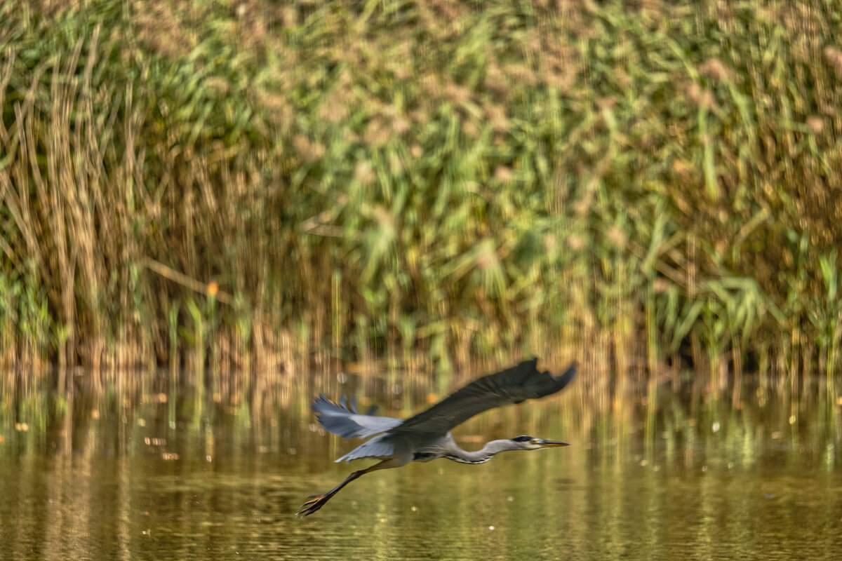 На пруду - Jakob Dick