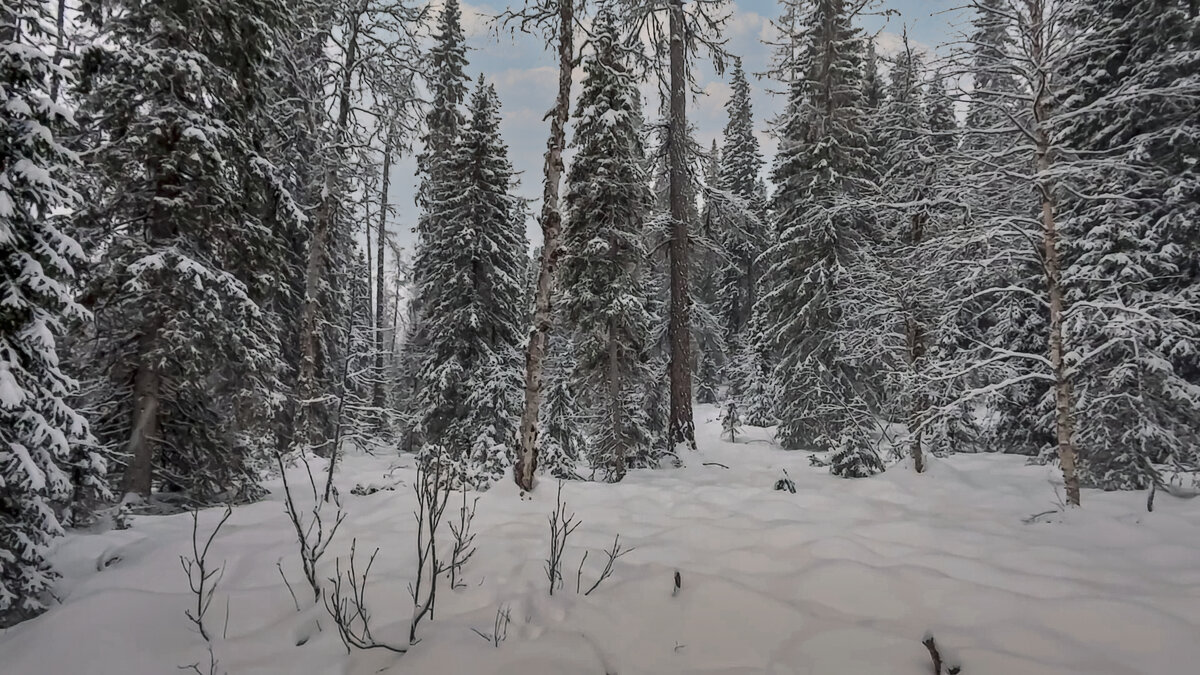 Сибирская тайга - Aleksey Afonin