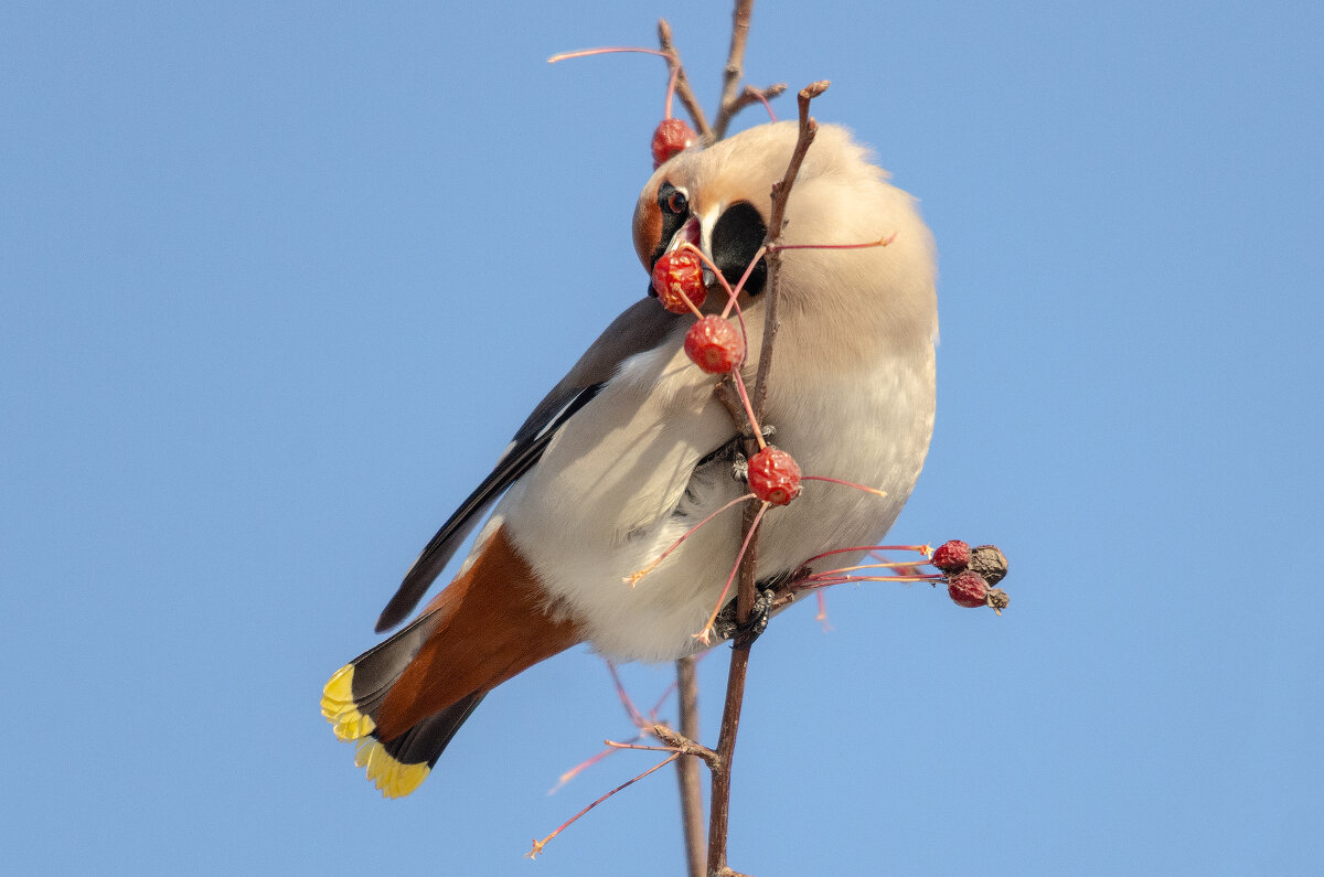 Свиристель - Виктор Иванович Чернюк