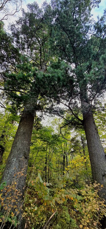 Две сосны - Марина 
