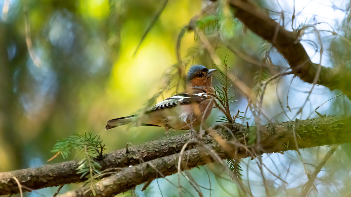 Зяблик в лучах заходящего солнца - Владимир Лазарев