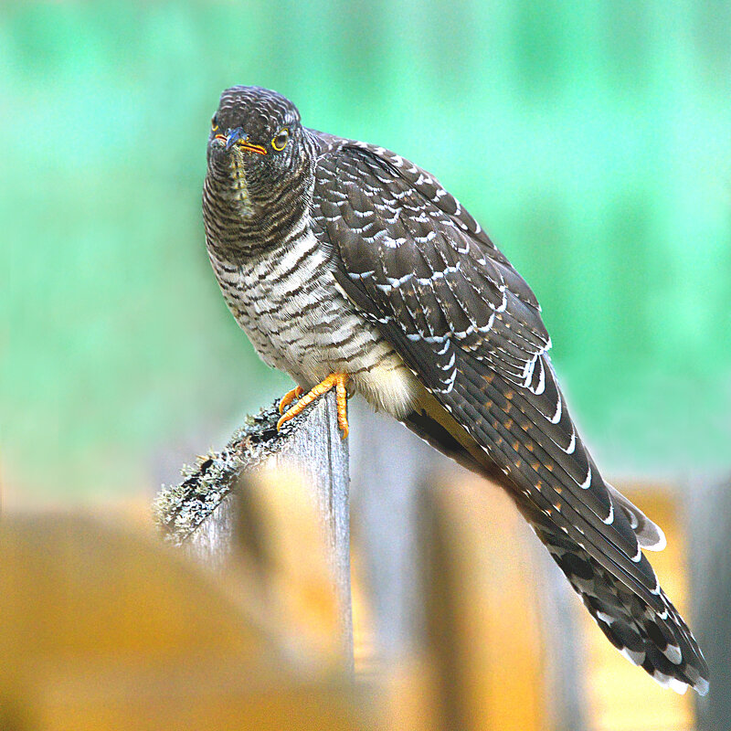 И от кукушки польза. - Михаил Белоусов