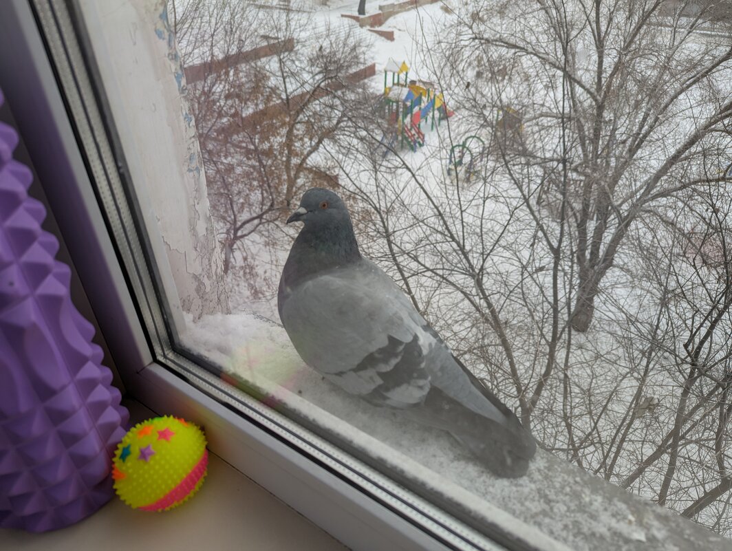 Голубок... - Андрей Хлопонин