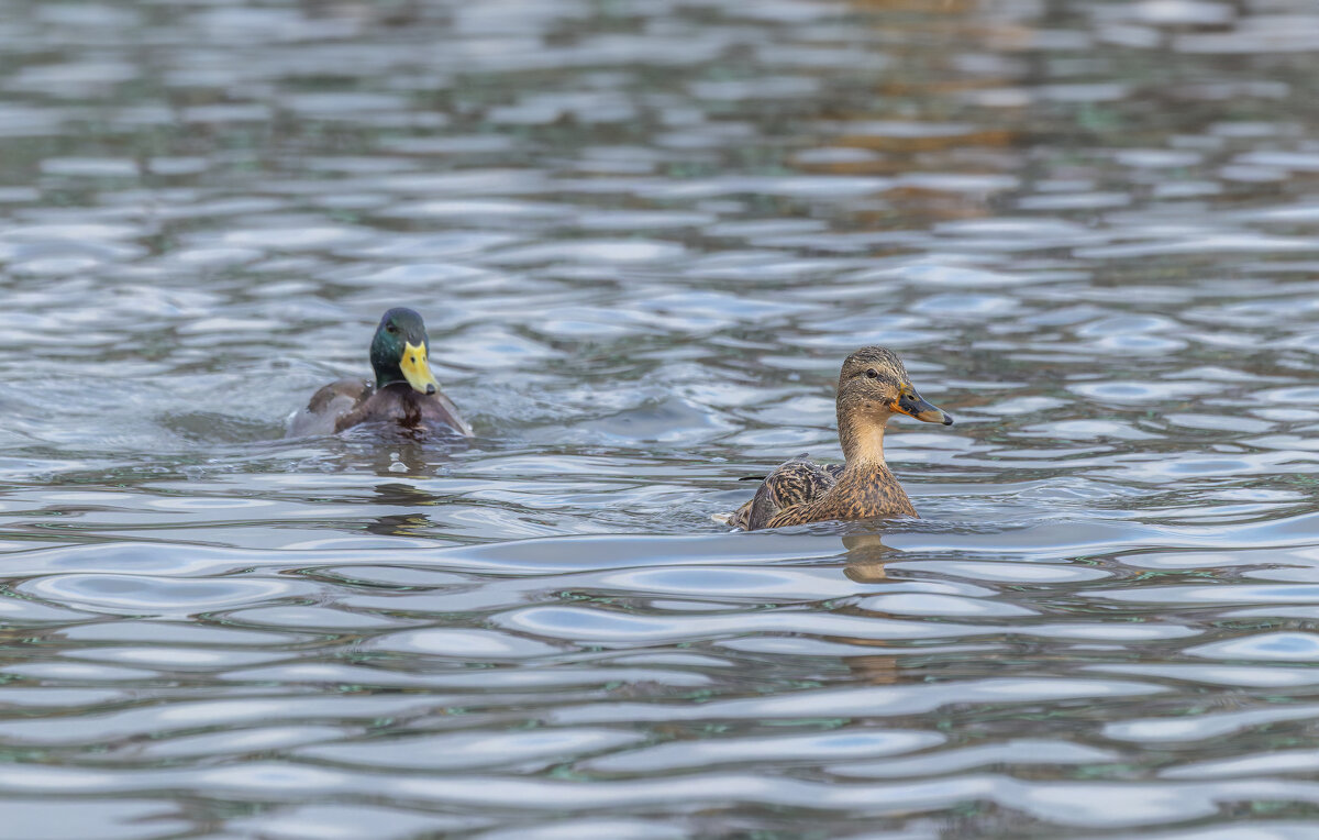 догонялки. - юрий макаров