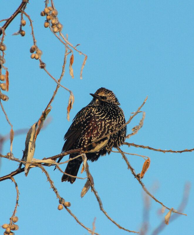 Скворец. - Александр. AVG100 ---
