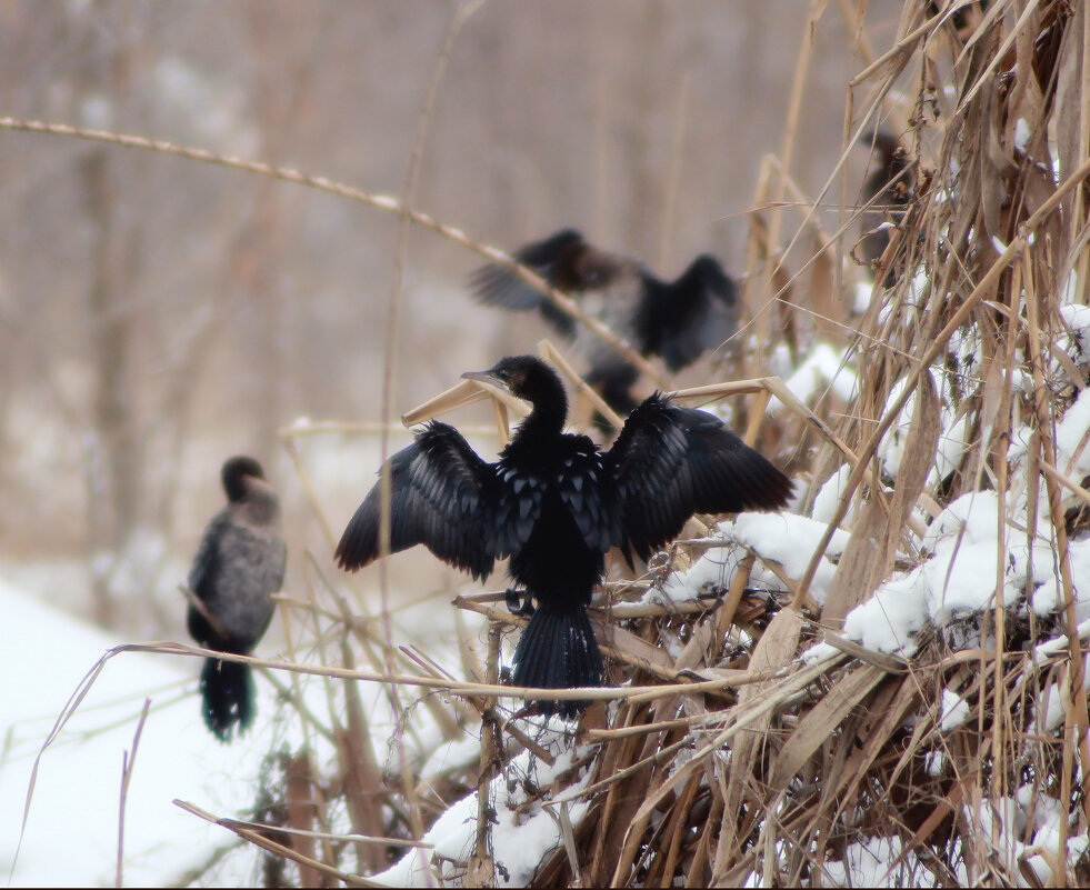 Баклан. - Александр. AVG100 ---