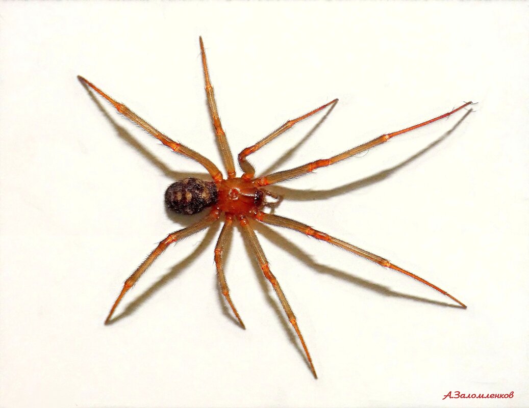 Паучок Сёма тоже поздравляем всех с наступающим Новым годом! :-) - Андрей Заломленков