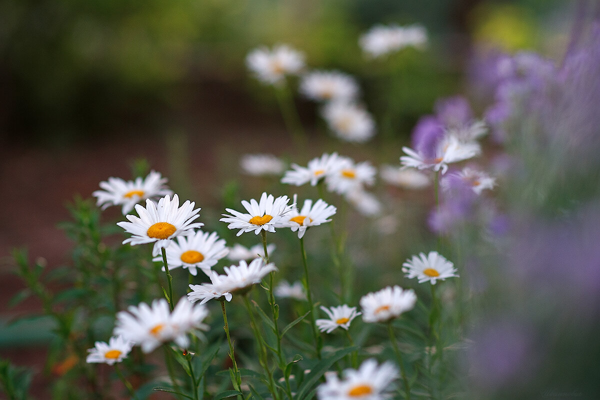 *** - Иваннович *