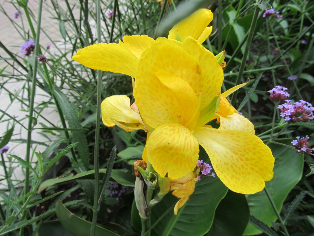 .......... - Елена Шаламова