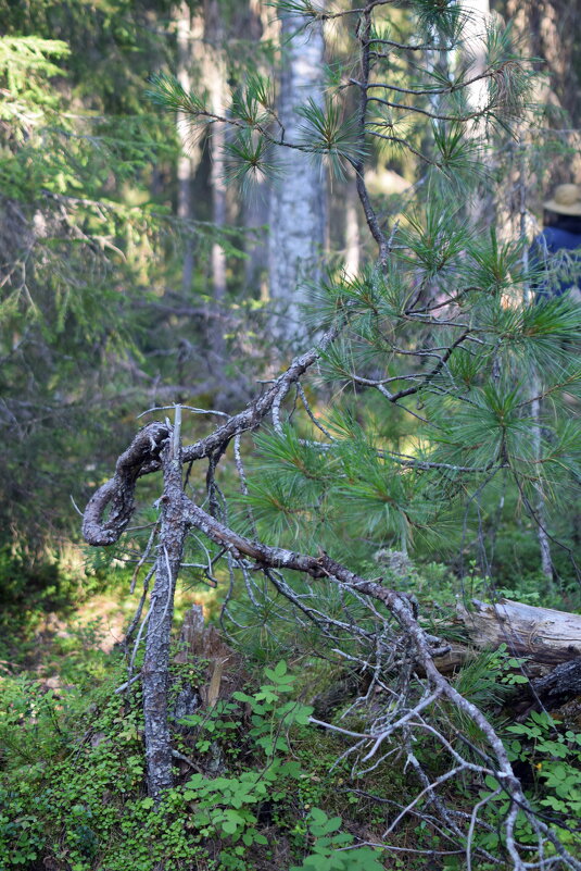 Борется за жизнь. - ВикТор Быстров