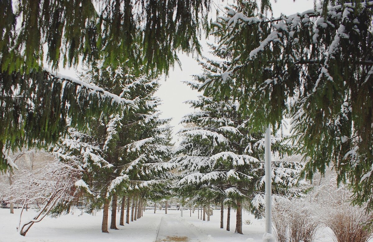 Зимняя аллея - Галина Нестратова