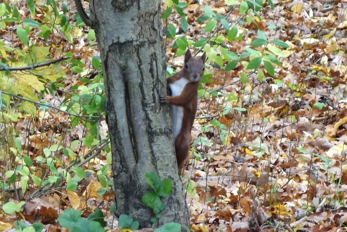 Белки в Ашманн парке, Калининград - Рита Симонова