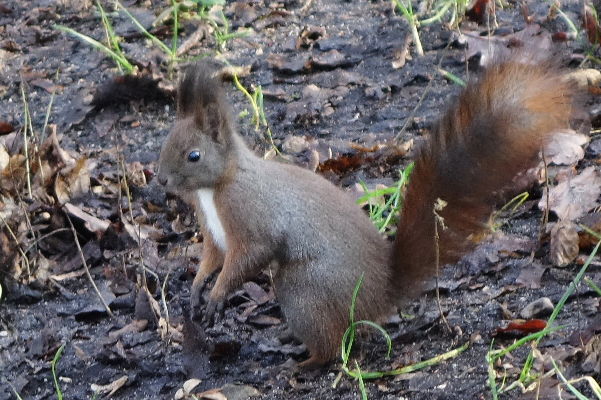 Белки в Ашманн парке, Калининград - Рита Симонова