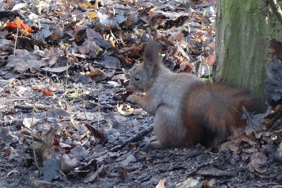 Белки в Ашманн парке, Калининград - Рита Симонова