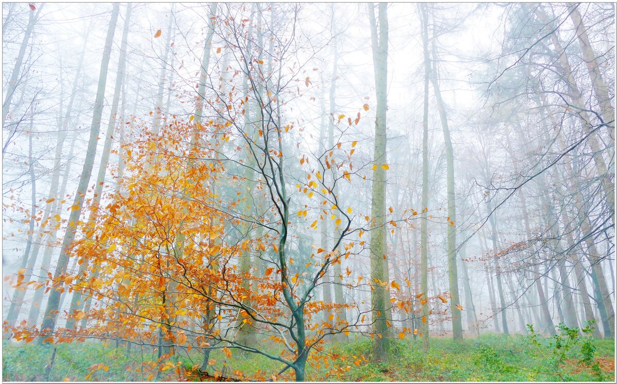 ТУМАН... - Elvira E. 