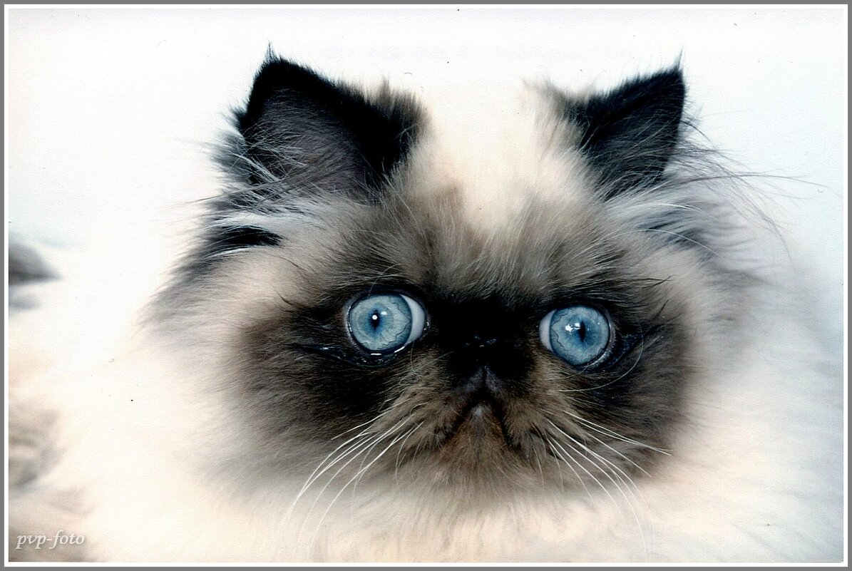 Портрет - Владимир Попов