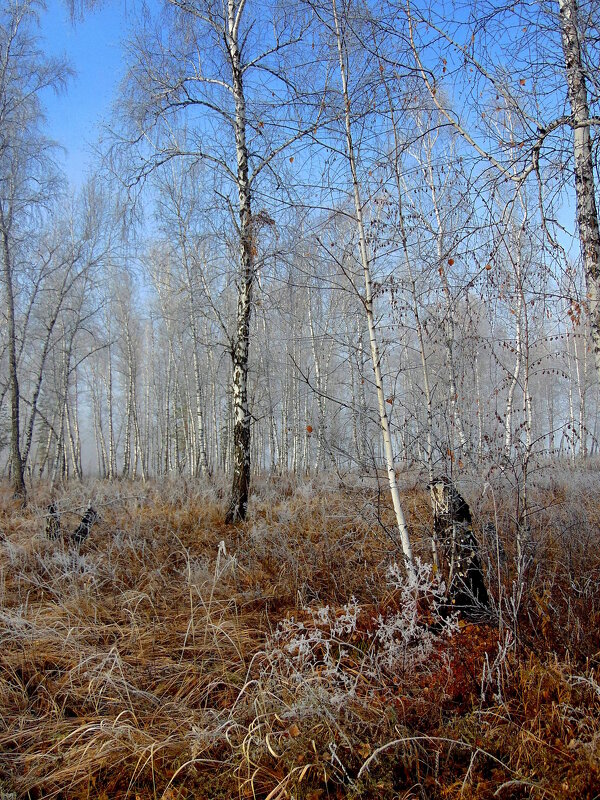 Первые морозы. - nadyasilyuk Вознюк Первые морозы. - nadyasilyuk Вознюк