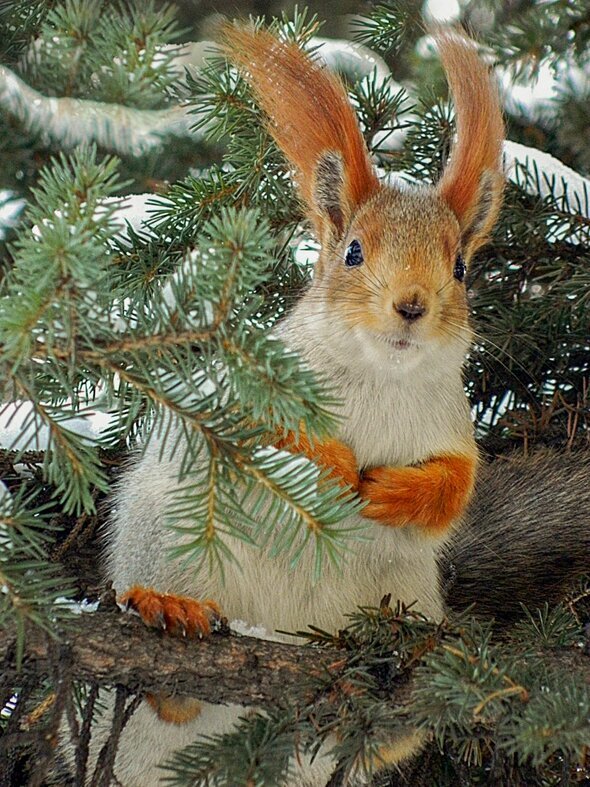 В ожидании подарочка - елена беликова