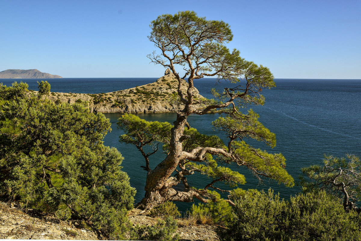 Крымская сосна. - Сергей Воротников