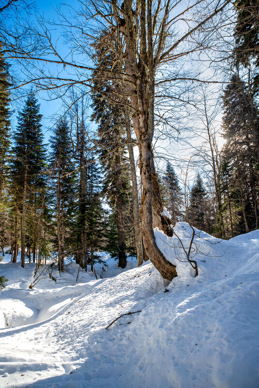 Яворова поляна. Гузерипль. Адыгея. - Дина Евсеева