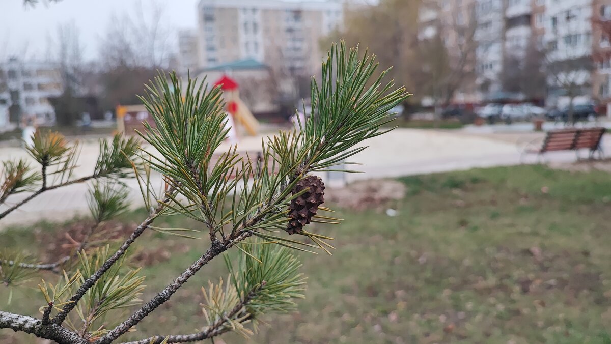 ,,, - Сергей Тимоновский