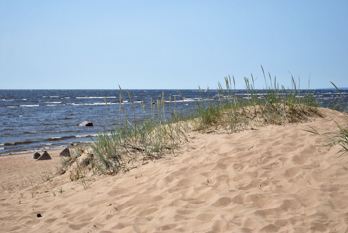 Из жизни дюны - AleksSPb Лесниченко