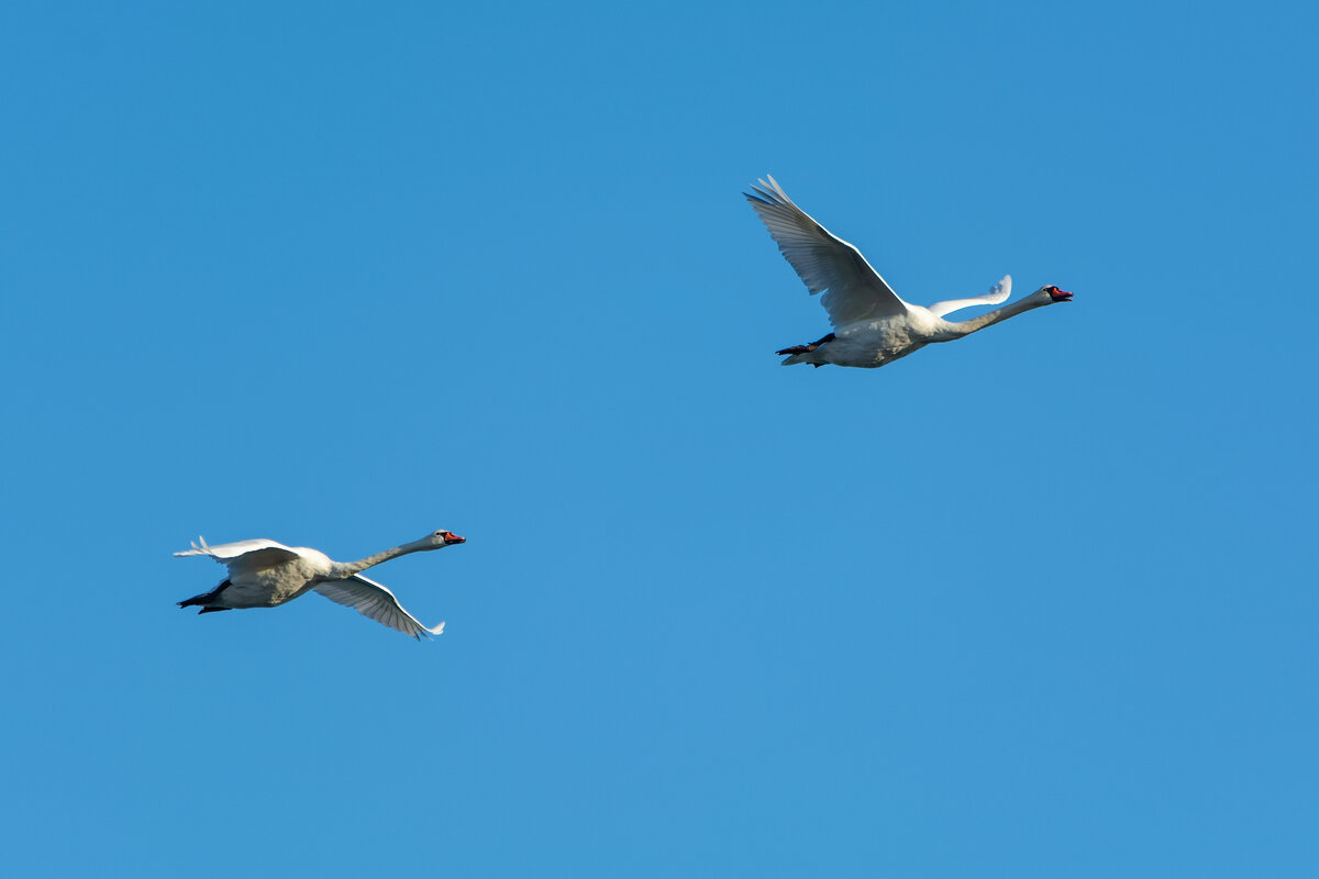 лебеди - Виталий Емельянов