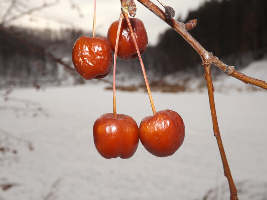Дичка - Александр Николаев