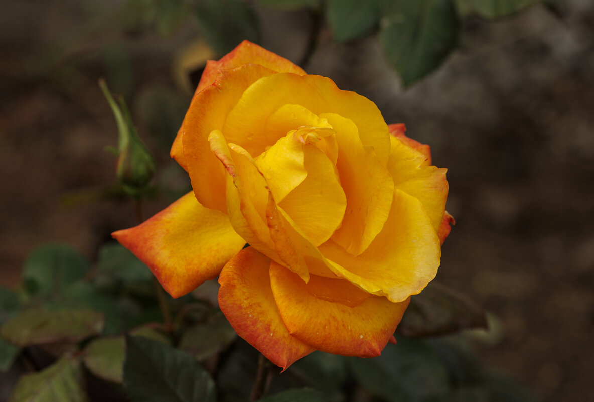 Розочка декабря - Светлана Тихонина