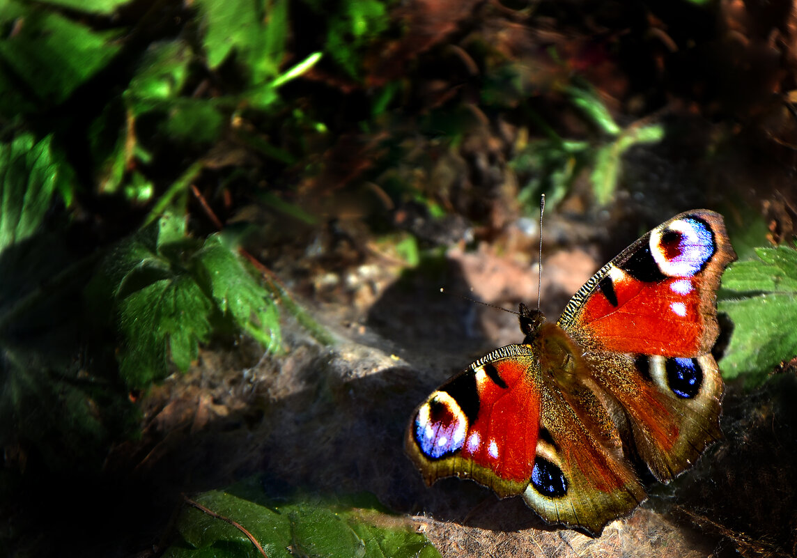 Встреча в лесу - Oleg S 