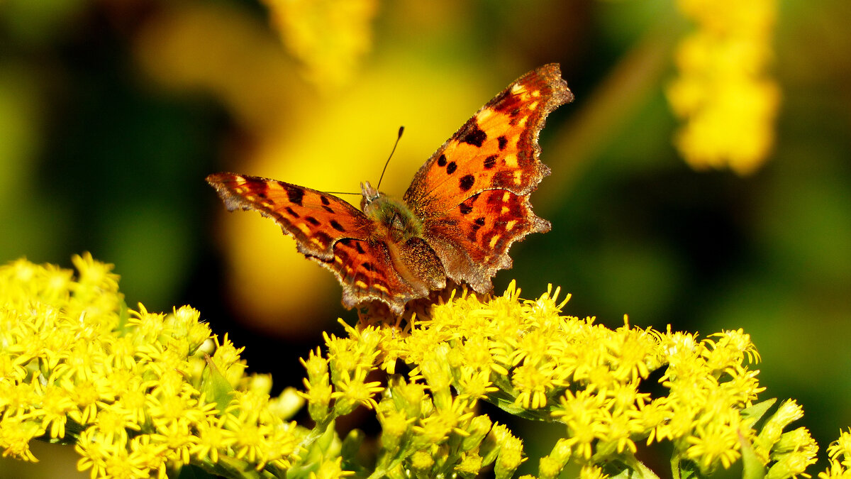 опять про бабочек...233 - Александр Прокудин