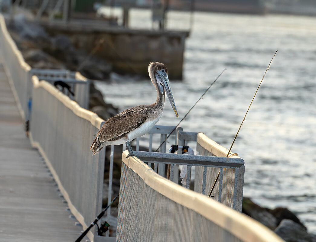 *** - Viktor Makarov