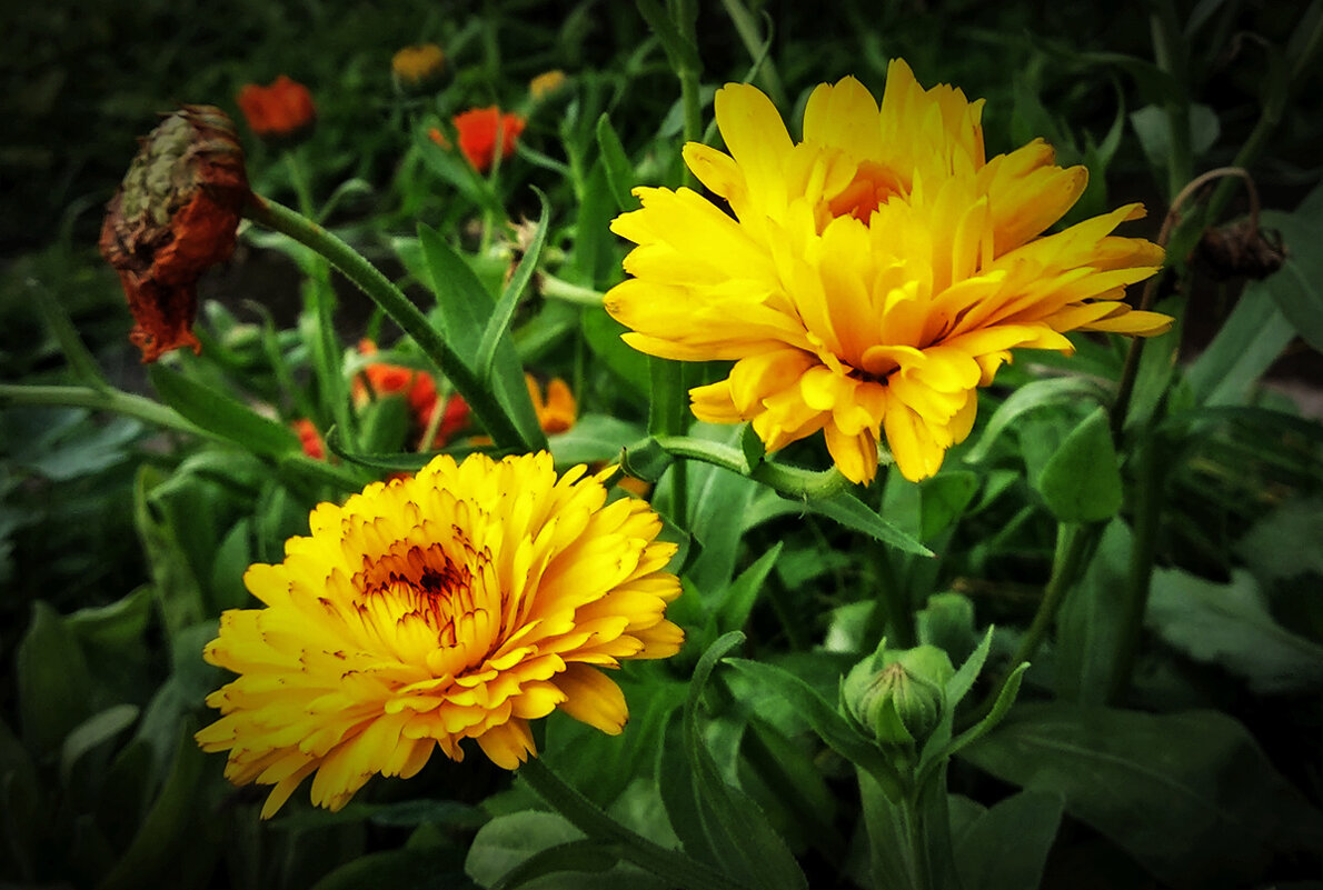 Дети Солнца - Людмила Фил