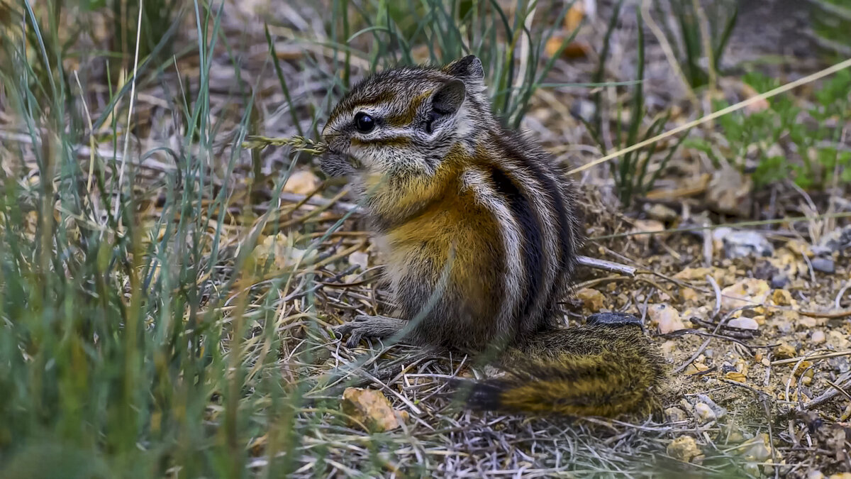 Азиатский бурундук - Aleksey Afonin