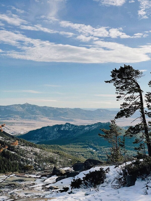 Сосна на вершине - Георгиевич 