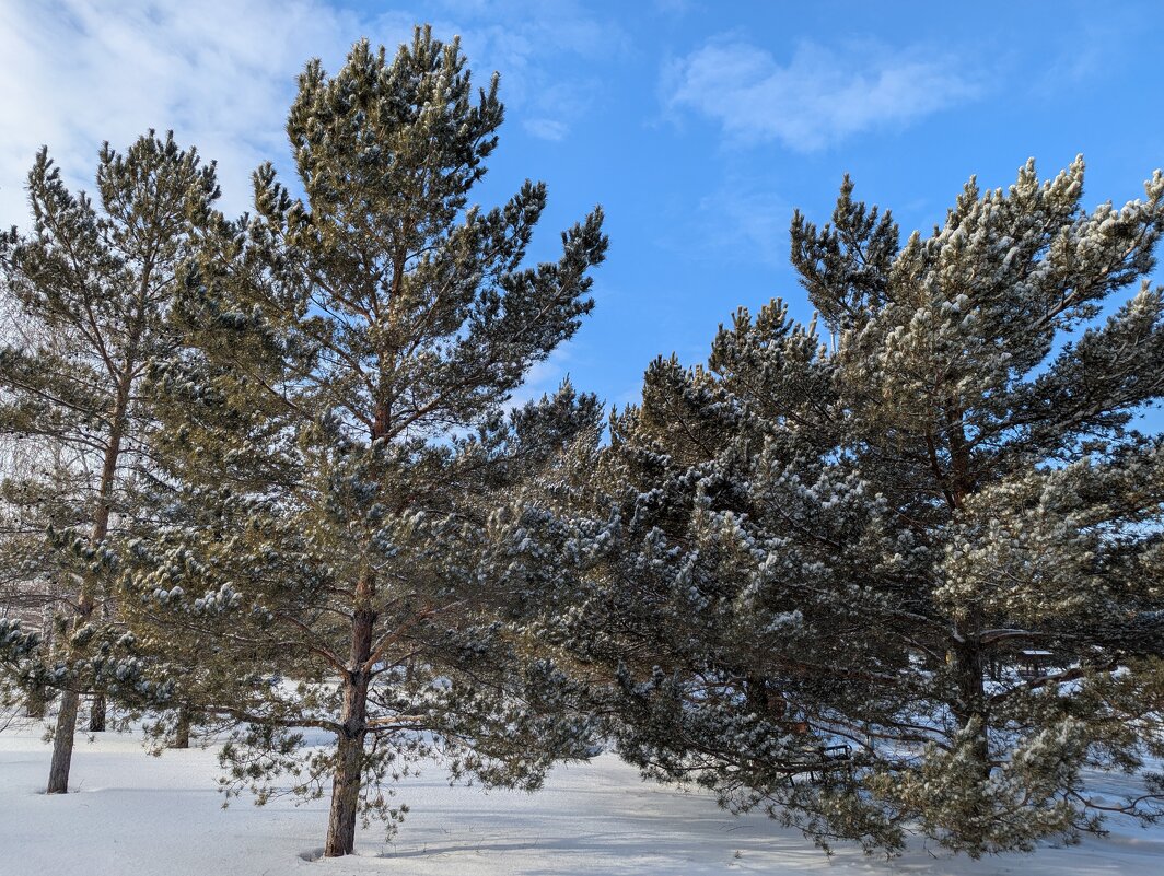 Декабрь - Андрей Хлопонин
